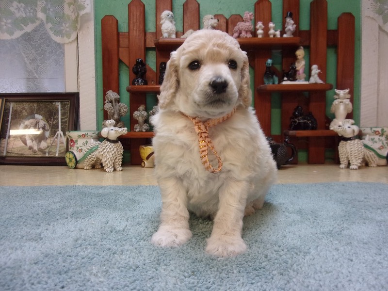 Peach X Silo b.1/17/21 medium size Moyen CRABAPPLE DOWNS 🐩